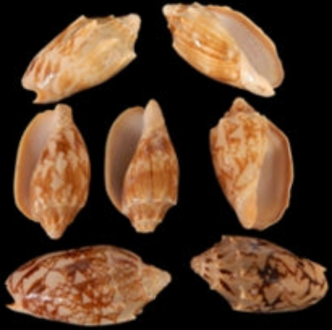 VOLUTE SHELLS KNOWLEDGE BASE ####