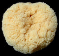 Tropical Seas Bath Sponges measuring 5 to 6" Sold Each   61426
