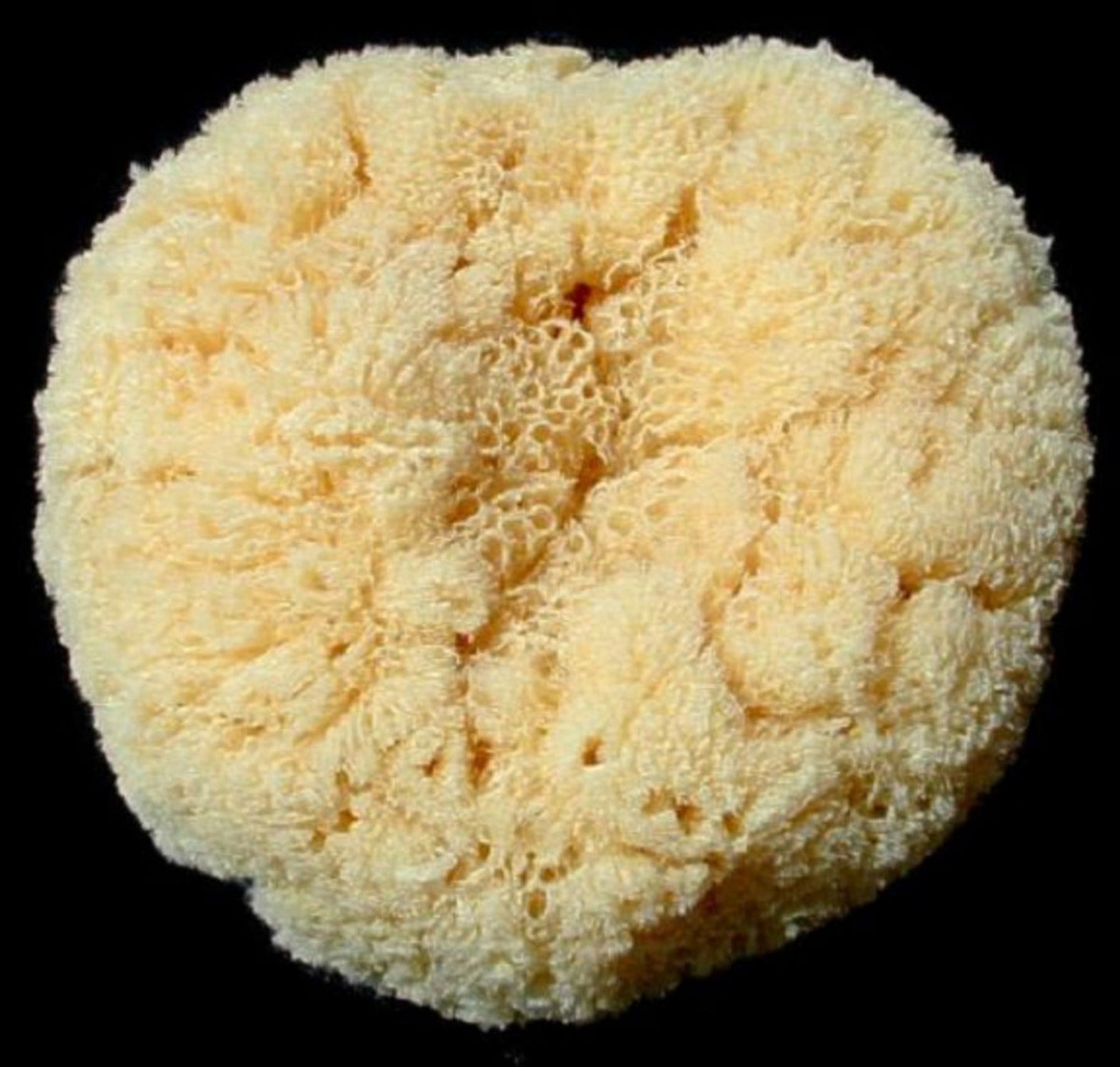 Tropical Seas Bath Sponges measuring 5 to 6" Sold Each   61426
