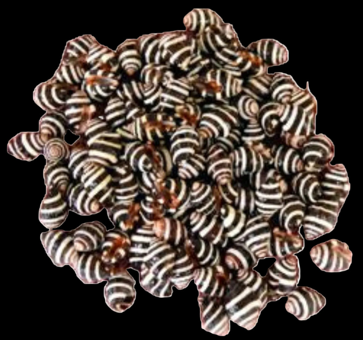 Snail Shell (Bee Hive) 1/2" or less Sold Each ####