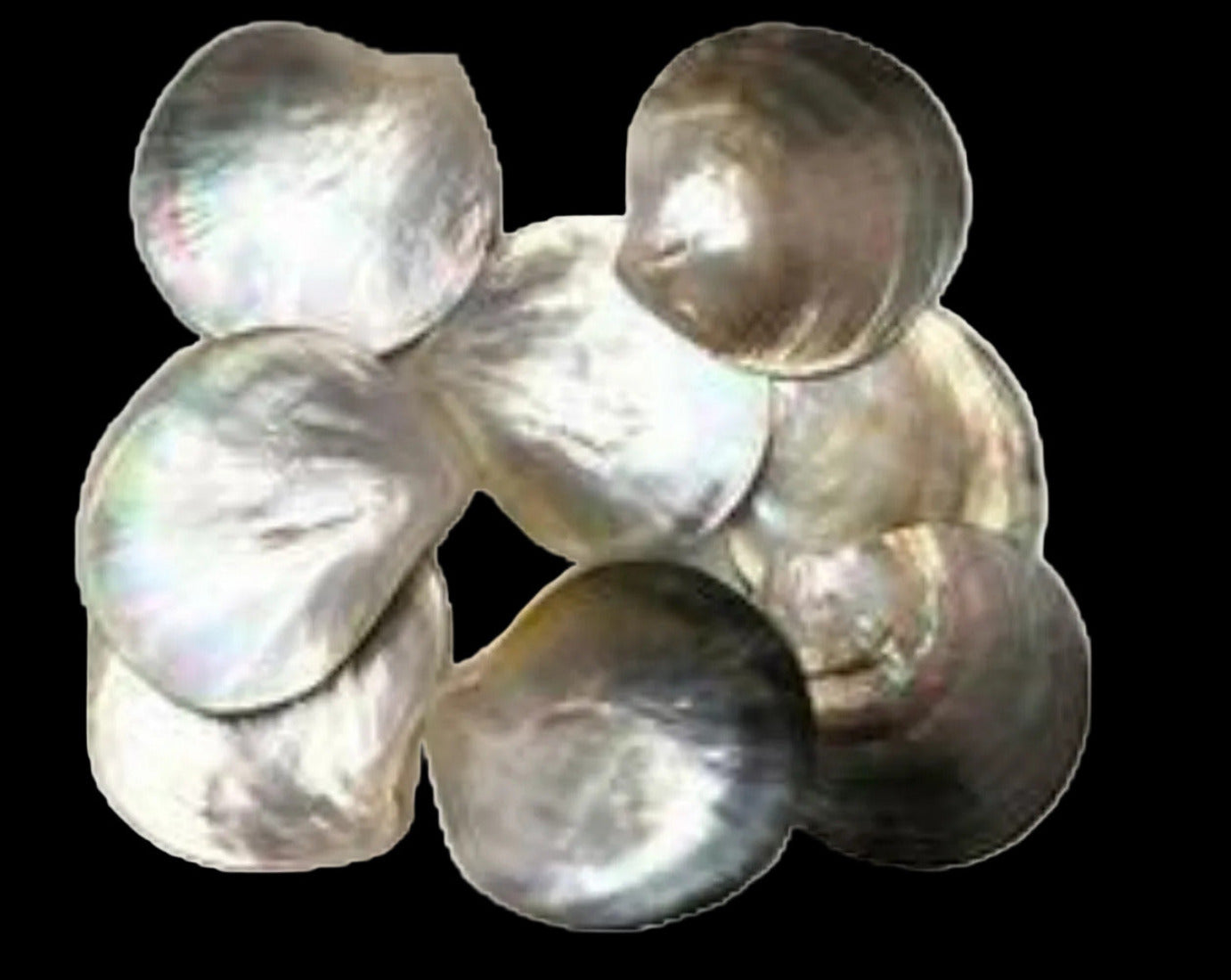 Oyster Black Lip 2 to 2.5" Round Shells Sold Each  ####