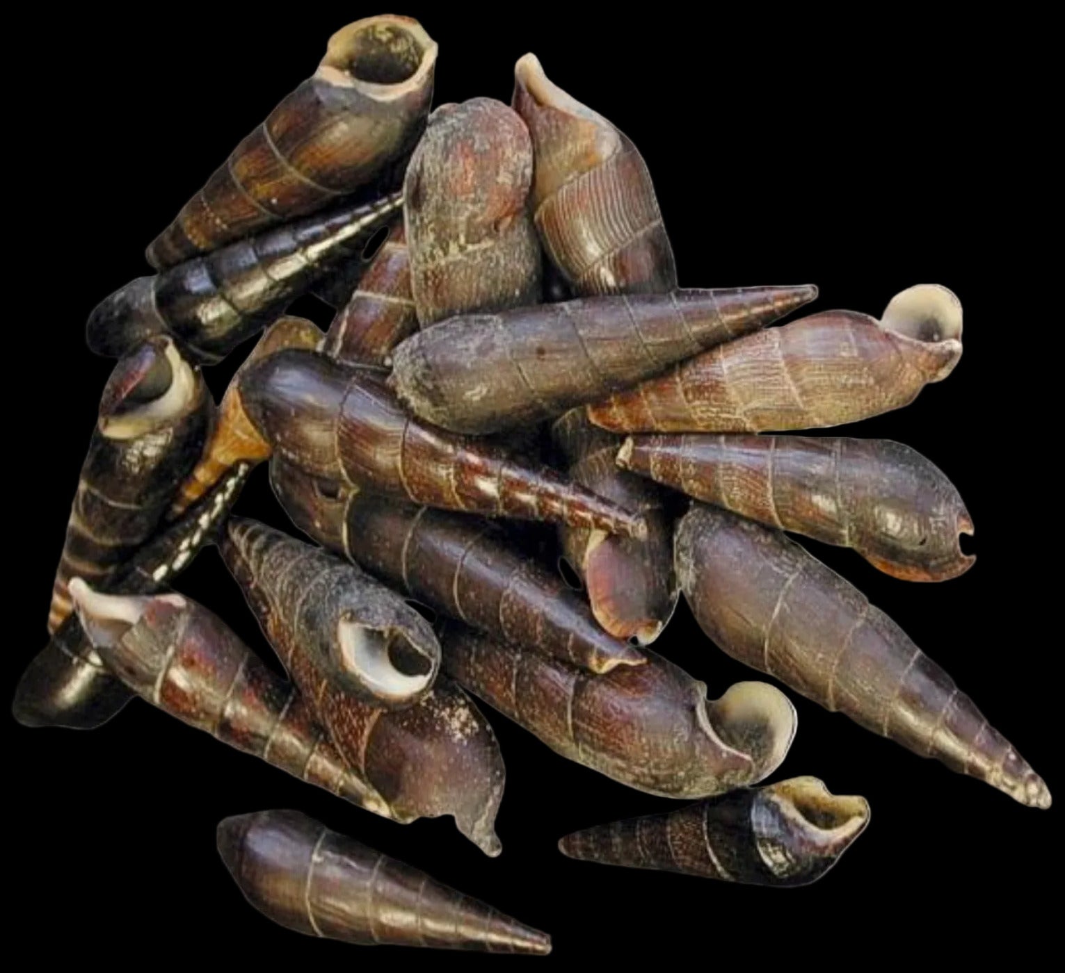 Terebra Black 1 1/2 to 3" Shells Sold By The 1/4 LBS ####