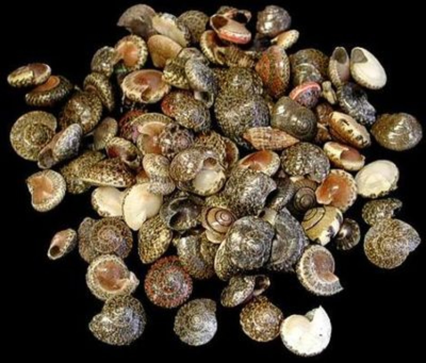 Black Umbonium Shells - 1/2"  Sold by the 1/4 LBS      70826