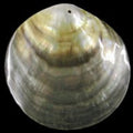 Blacklip Oyster Shell Rounds measuring 3 .5 to 4" With Drilled Hole Sold Each   60726