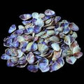 Blue/White Coquina shells measuring less than 1/2" Sold By The 1/4 LBS