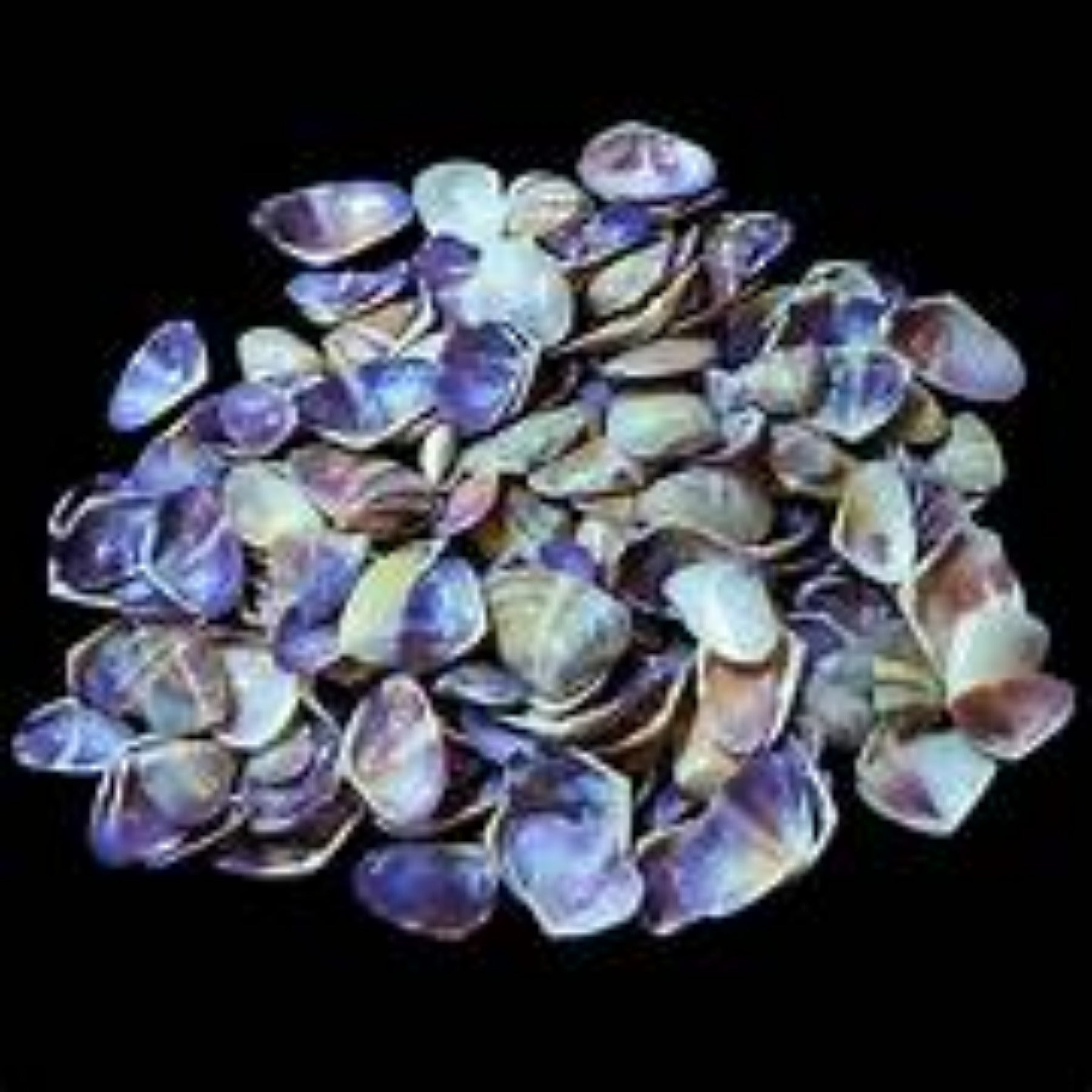 Blue/White Coquina shells measuring less than 1/2" Sold By The 1/4 LBS
