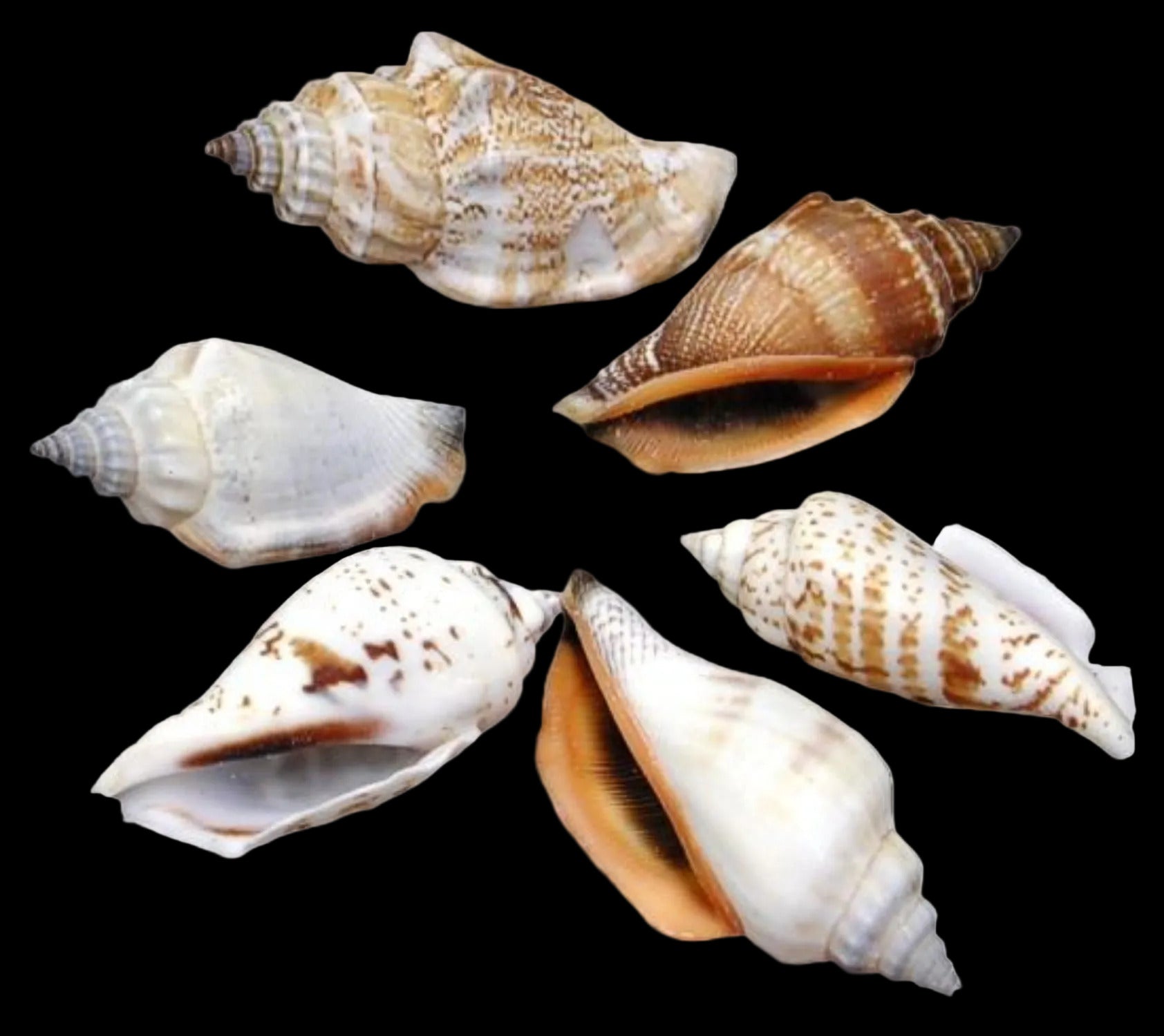Chullas (Brown) 1 to 1 3/4" Shells Sold By The 1/4 LBS ####