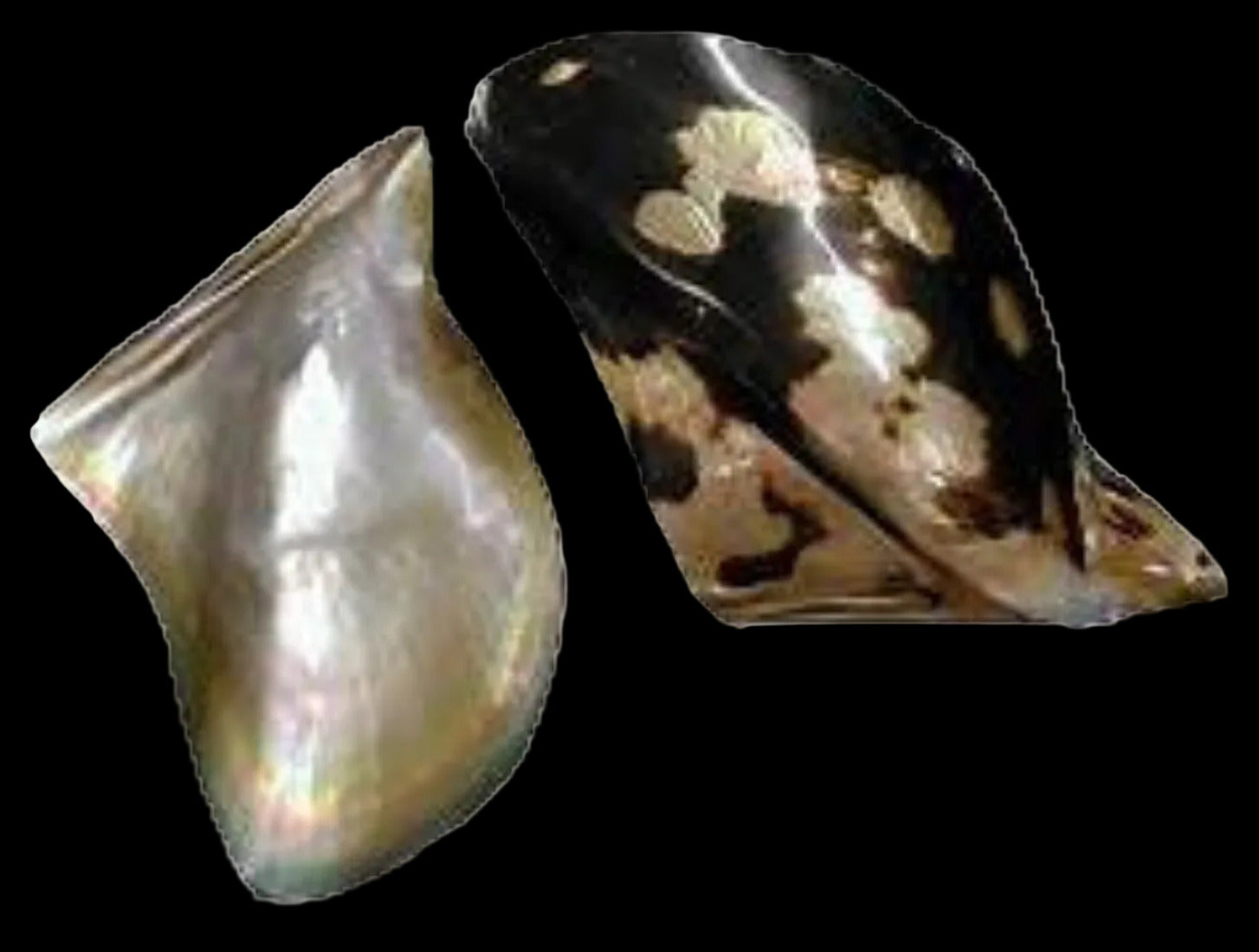 Oyster Brown Lip 6 to 8" Shell Sold Each  ####