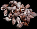 Brown Marginella Shells measuring 3/4 to 1" Sold By The 1/4 LBS      41326