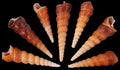 Turritella (Brown) 1 to 3" Shells Sold By The 1/4 LBS ####