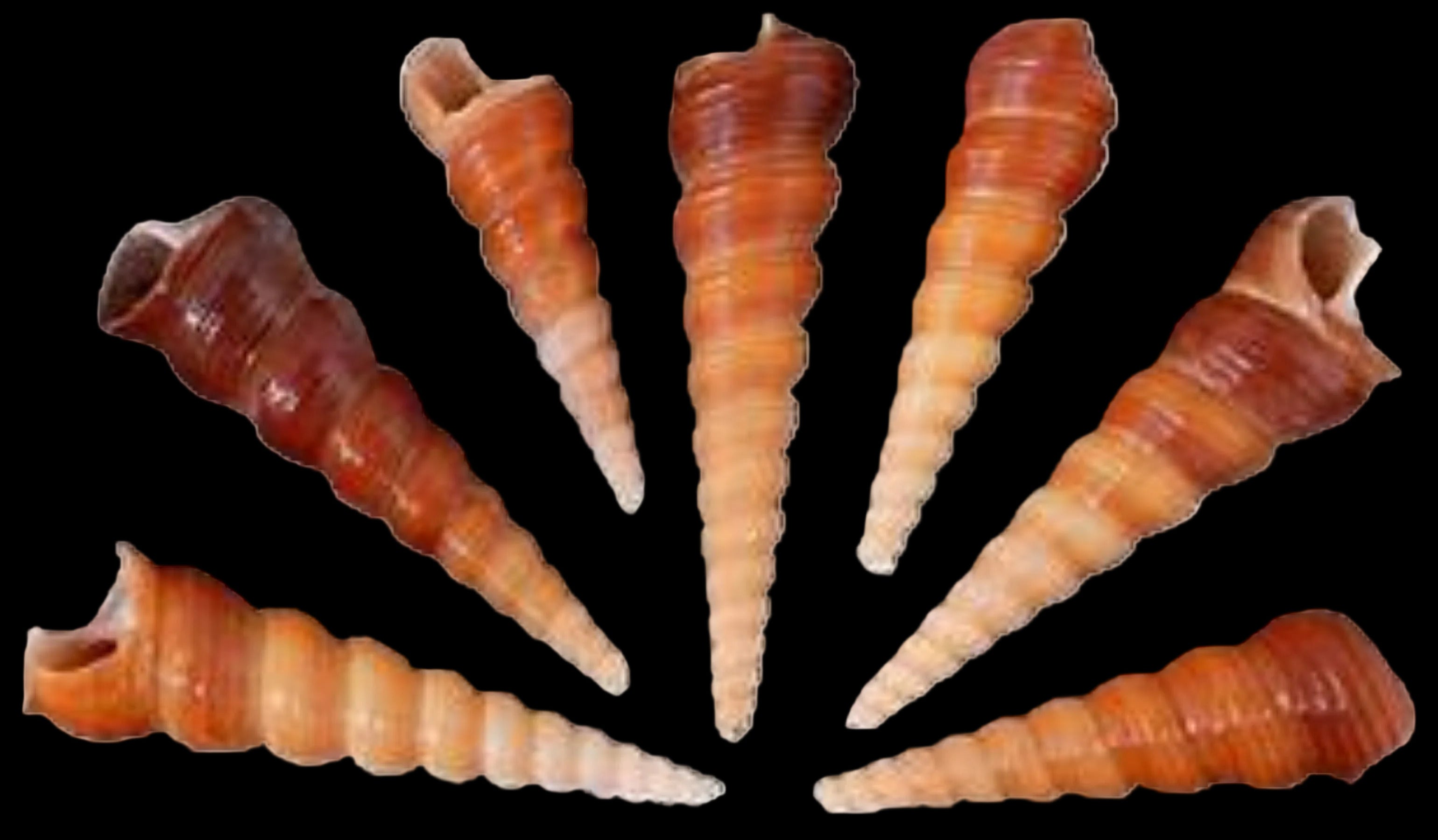 Turritella (Brown) 1 to 3" Shells Sold By The 1/4 LBS ####