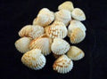 Ark Shells Brown/White 3/4 to 1" Sold by 1/4 LBS 1/4 ####