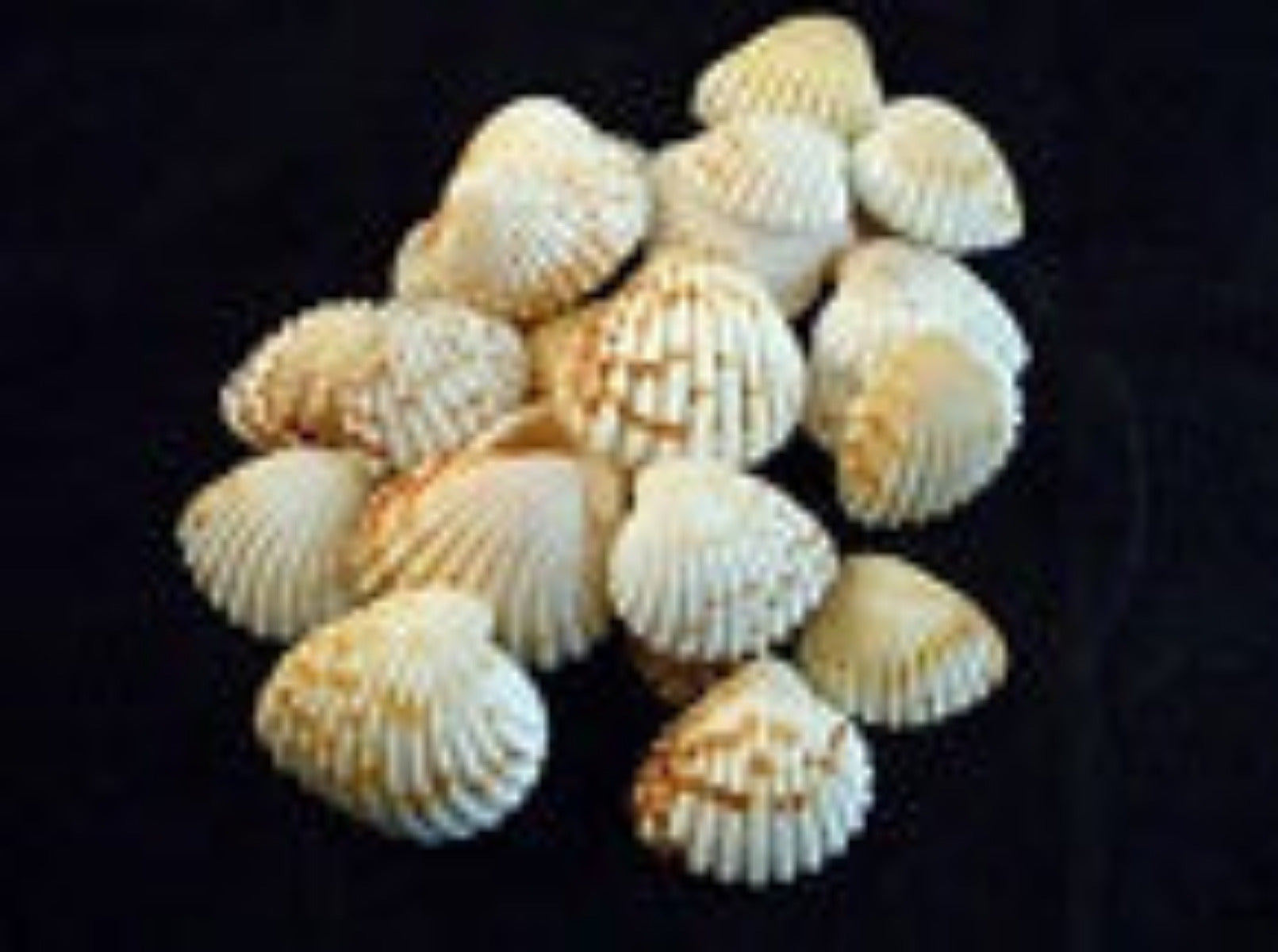 Ark Shells Brown/White 3/4 to 1" Sold by 1/4 LBS 1/4 ####