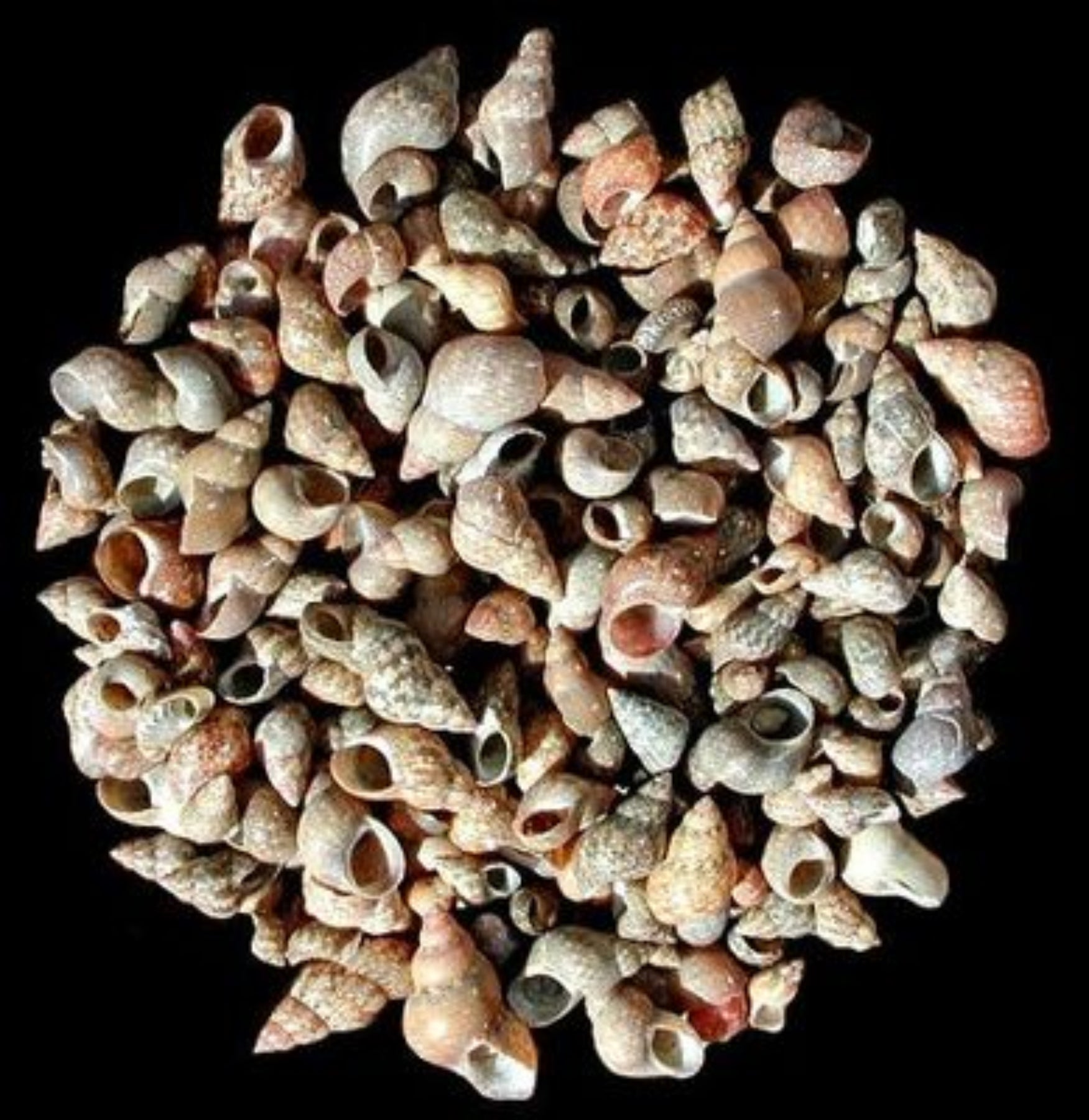 Brown Melissa Shells - 1/4" or Less  Sold by the 1/4 pound   70526