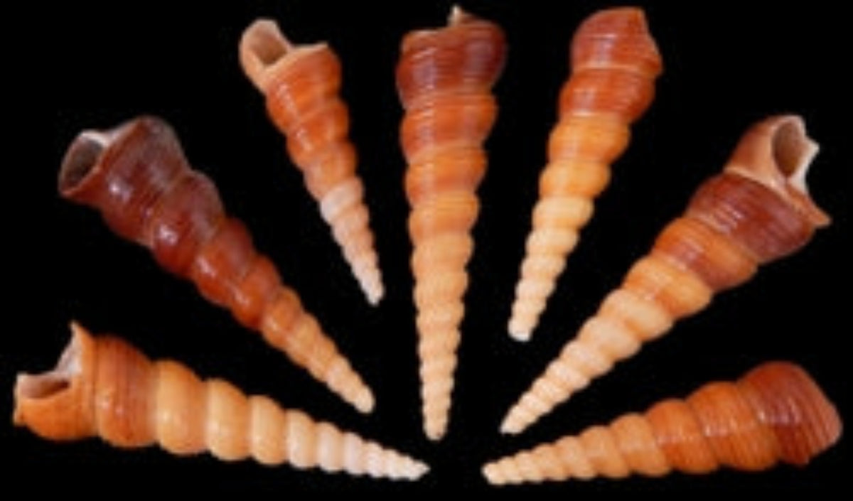 THREE  Brown Turretella Shells measuring  3 to 4"       102826