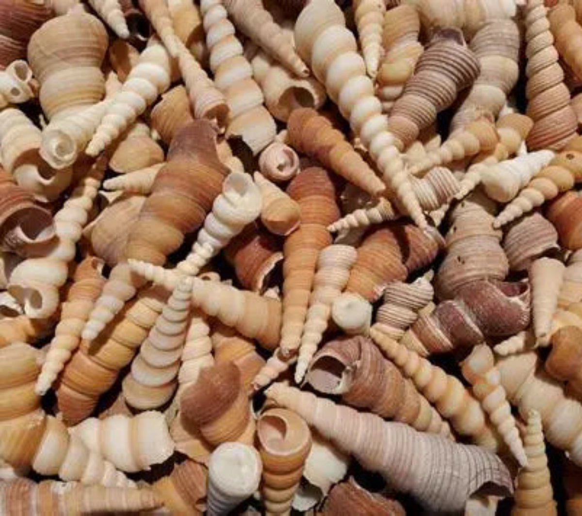 Brown Turritella Shells-1 to 3" Sold by the 1/4 pound  70226