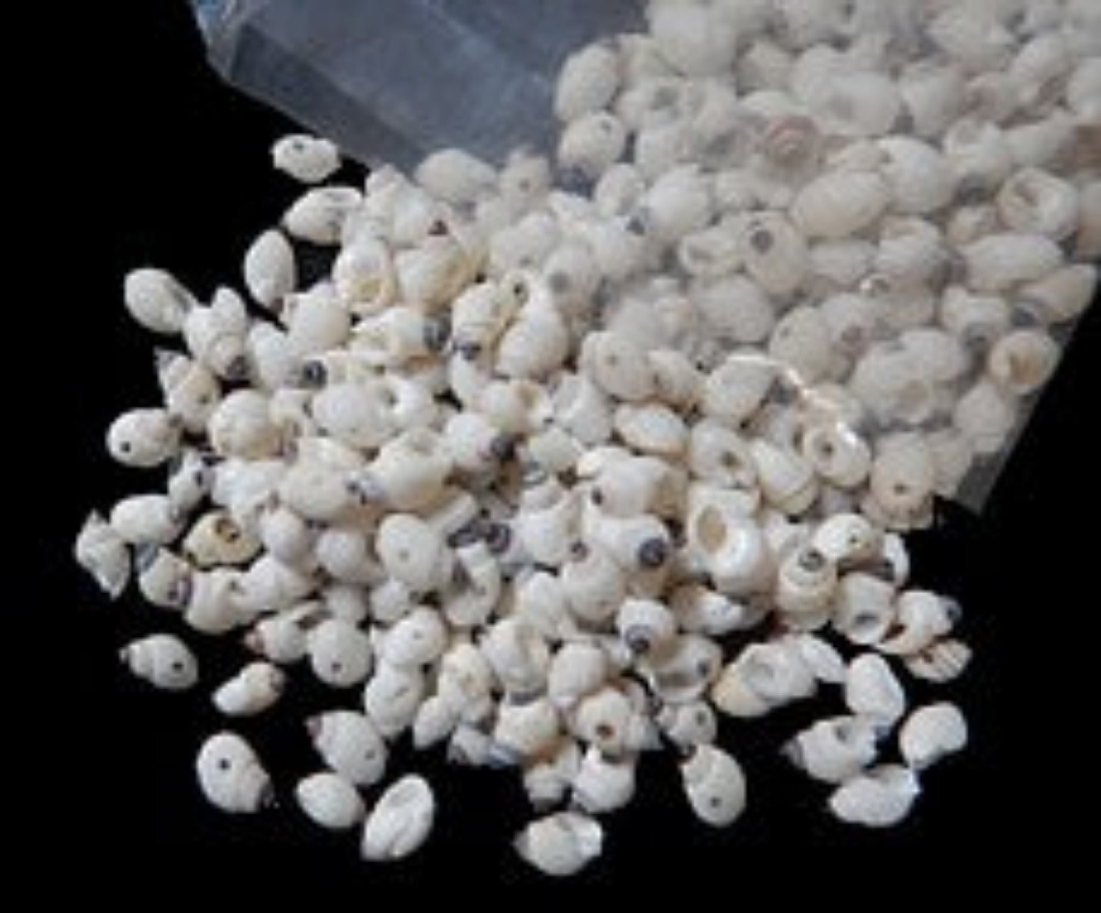 Bubble Shells 1/4" With Drilled Hole Sold By The Ounce  ####