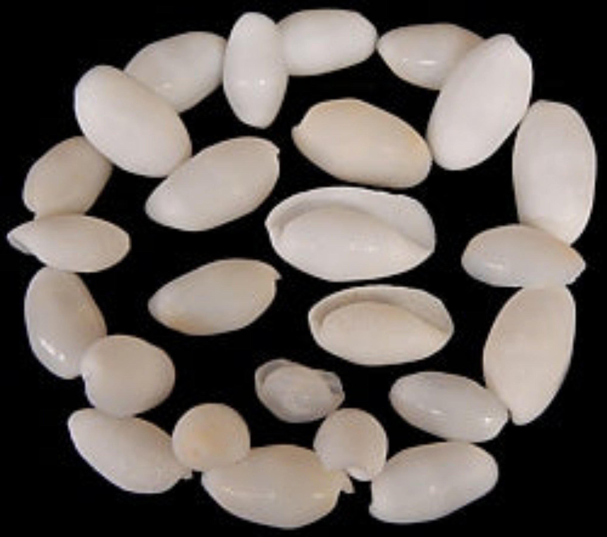 Bullet Shells (White) 1" or less Sold By The Ounce