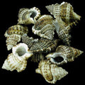 Bursa Bursa Shell 1 to 1 3/4", Sold Each  ####