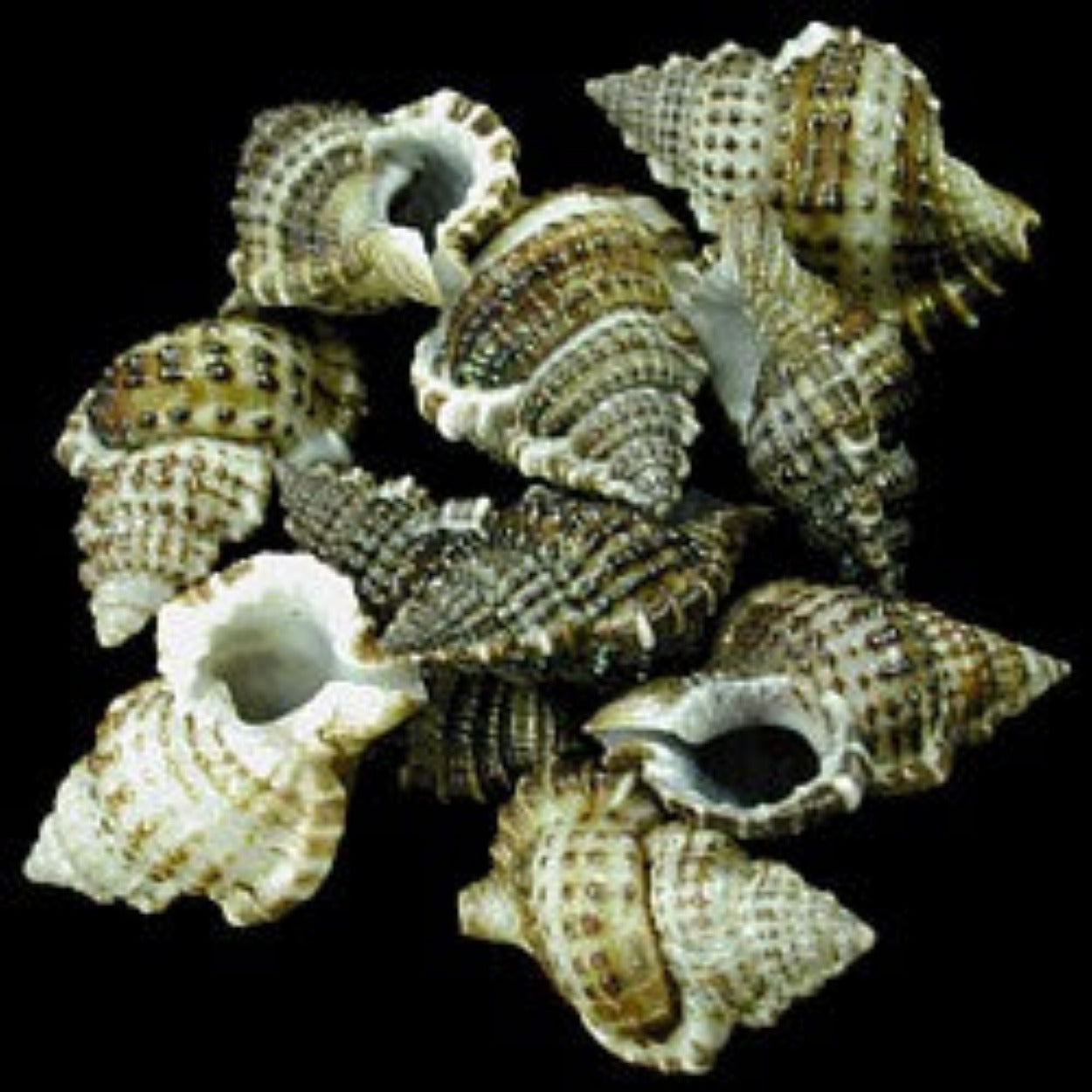 Bursa Bursa Shell 1 to 1 3/4", Sold Each  ####