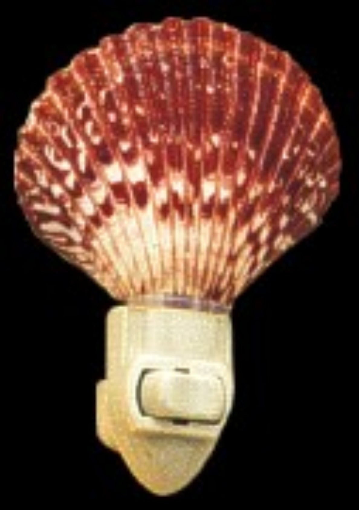 Nite Lite 4" Calico Pectin Shell  Sold Each ###