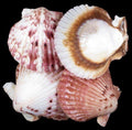 Calico Scallop Half Shells measuring 1 1/2 to 2"  Sold Each  61026