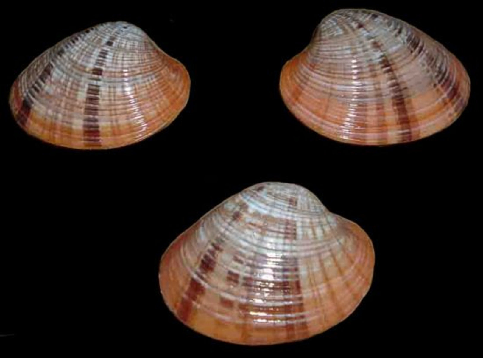 Clam Callista Erycina Polished 2 to 3" Pairs  Sold Each  ####