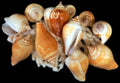 Canarium Shells 2 to 2 1/2" Sold By The 1/4 LBS  ####