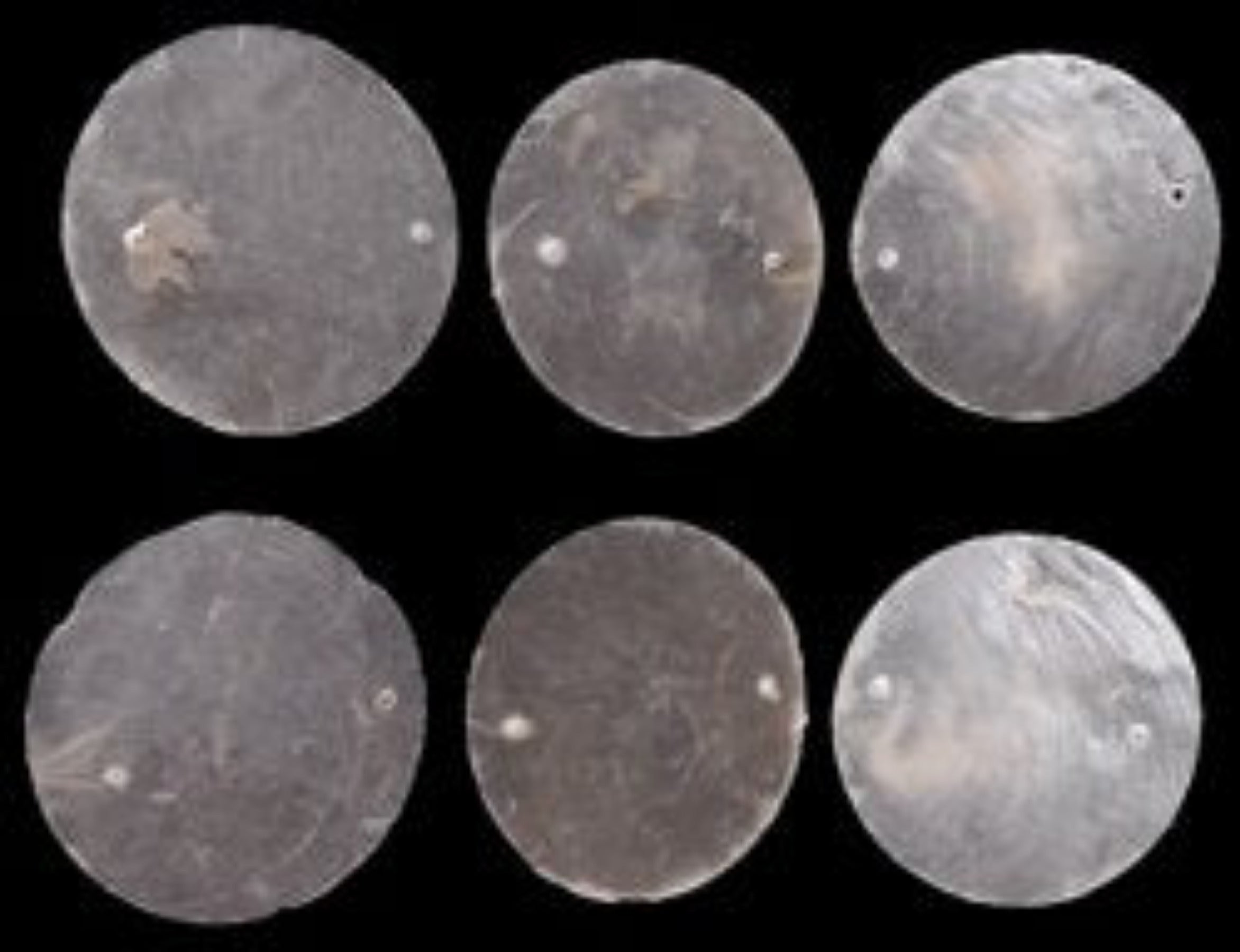 Capiz Shell Hand Carved Rounds 2 1/2" With 2 Drilled Holes, Sold Each  22626      ####