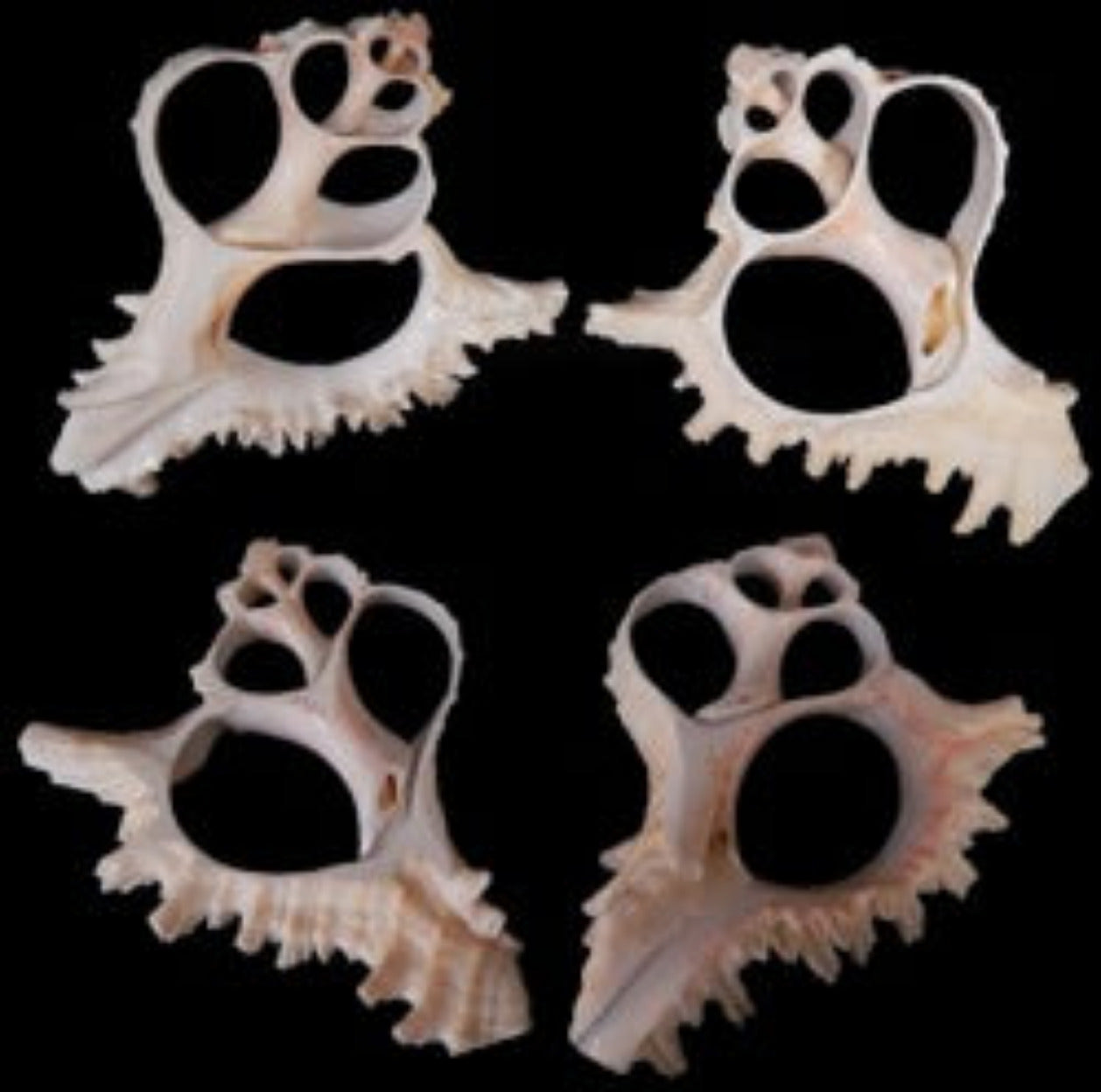 Center Cut Murex Shells measuring 5 to 6" Sold Each  31526