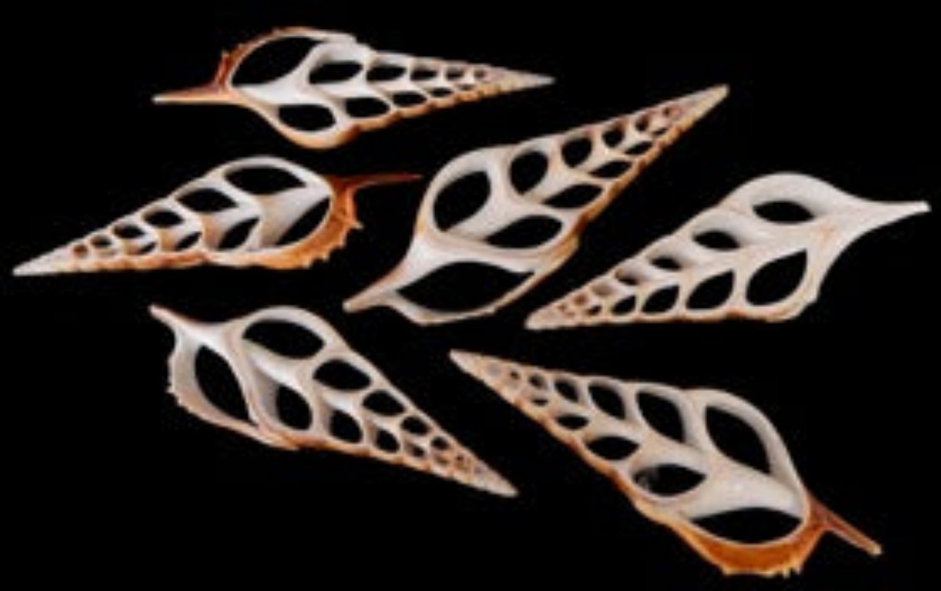 Center Cut Tibia Shells measuring 4 to 5" Sold Each  31826