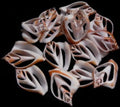 Canarium Shell Center Cut 1 1/2 to 2" Sold Each  #####