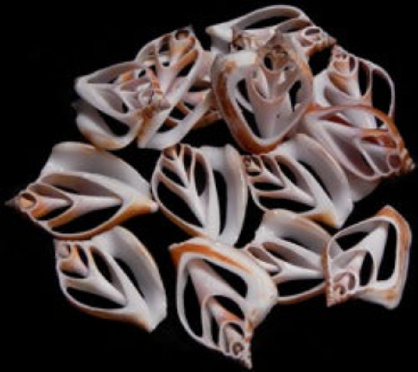 Canarium Shell Center Cut 1 1/2 to 2" Sold Each  #####