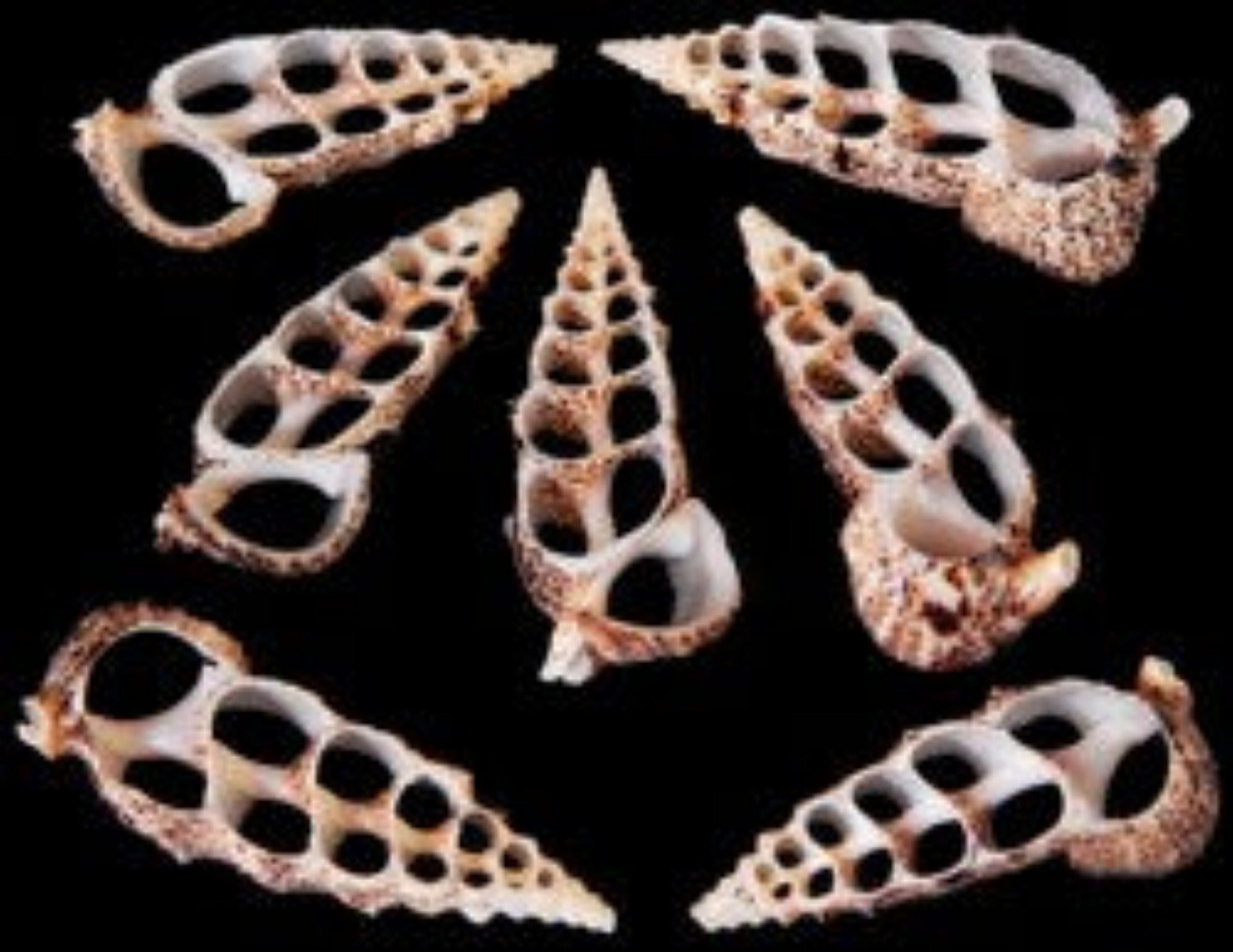 Cerithium 1 1/2 to 2"  Shell Center Cut Sold Each  ####