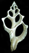 Center Cut Fox Shell measuring 6 to 7" Sold Each  31226