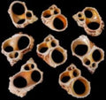 Gold Mouth Center Cut Turbo Shells measuring 1 3/4 to 2 1/2"  Sold Each    32726