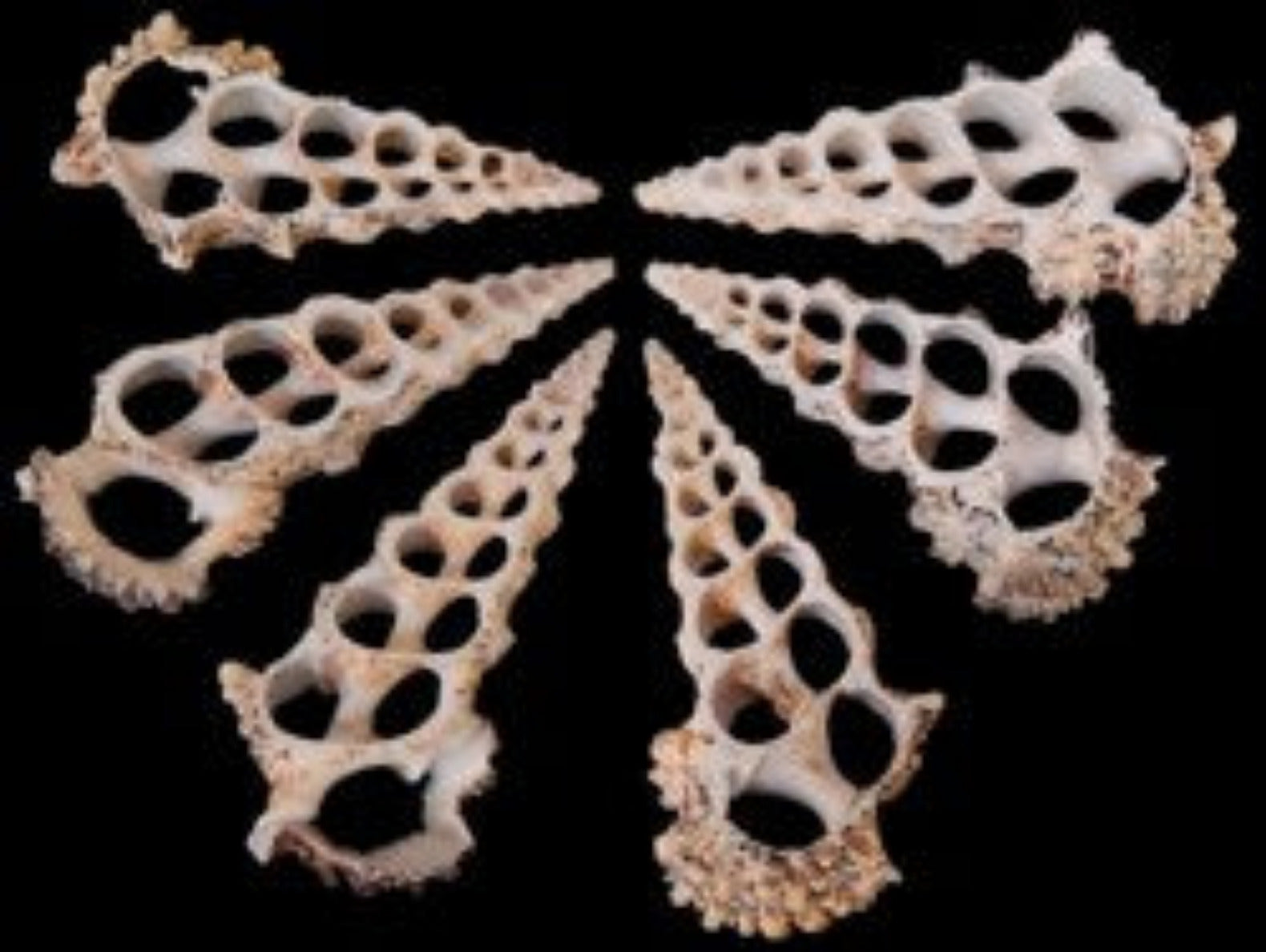 Cerithiums Knobby 3 to 3.5"  Center Cut Sold By The 1/4 LBS  ####