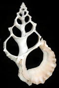 Center Cut Lampas Shells measuring 8 to 9"  SOLD OUT  31426