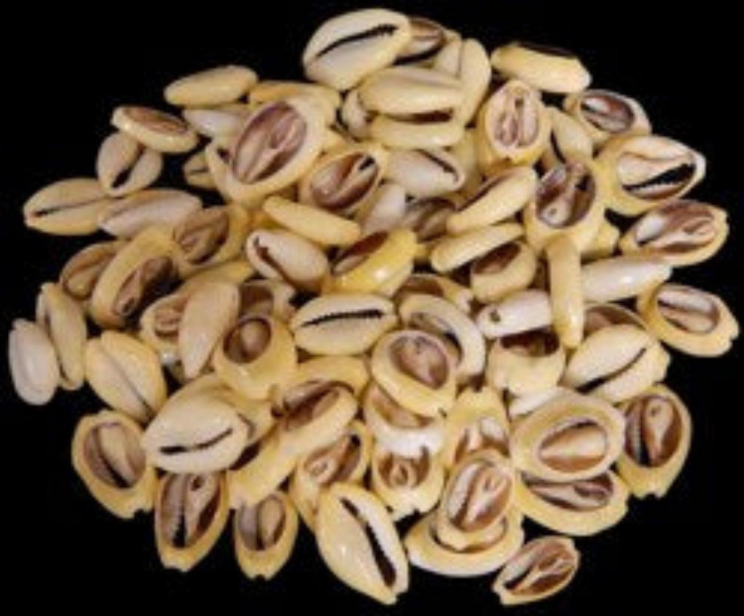 Moneta 1/2 to 3/4" Center Cut Shells Sold Each   ####