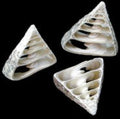 Center Cut Troca Shells measuring 2 to 2 1/2"  Sold Each    31926