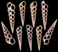 Center Cut Turretella Shells measuring 2 to 3 1/2" Sold Each      32826