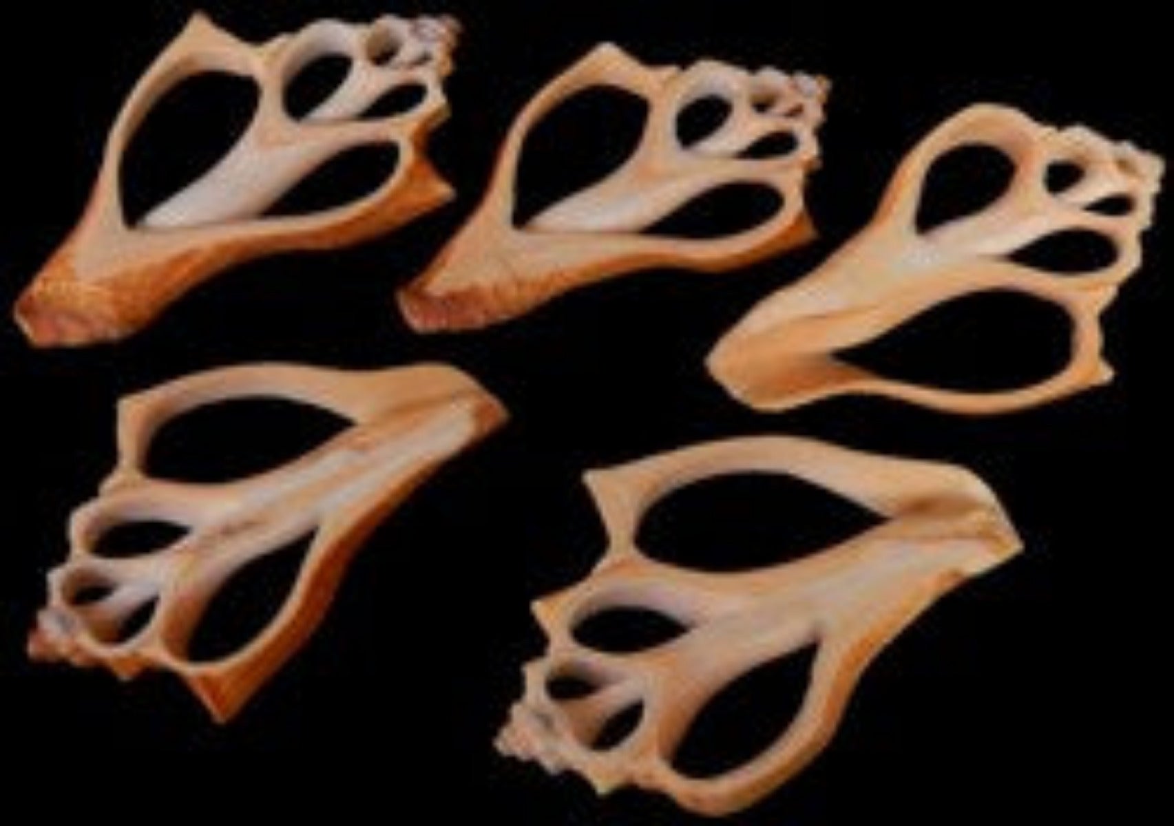 Center Cut Vole Shells measuring 2 1/2 to 3 1/2" Sold Each     32926