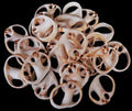 Center Cut Nautica Vitellus Shells measuring 1 to 1 1/2" Sold Each  31526