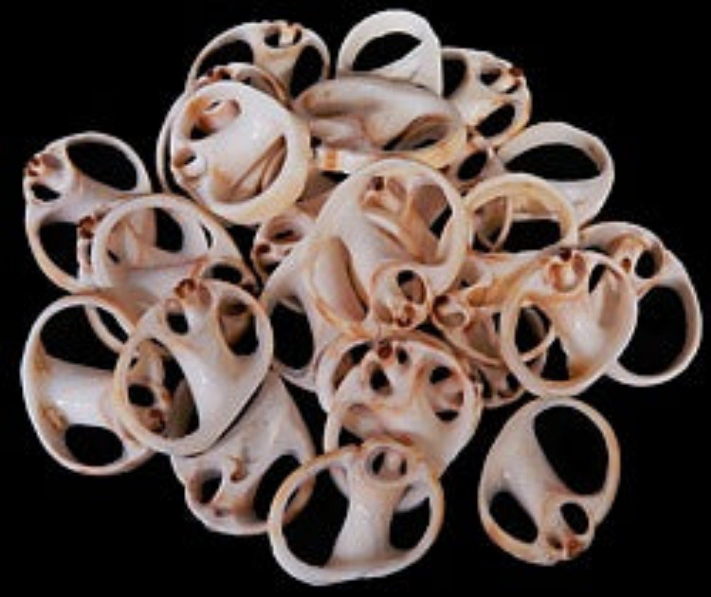 Center Cut Nautica Vitellus Shells measuring 1 to 1 1/2" Sold Each  31526