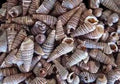 Cerithium Sulcata 1 or Less shells Sold By The 1/4 LBS ####