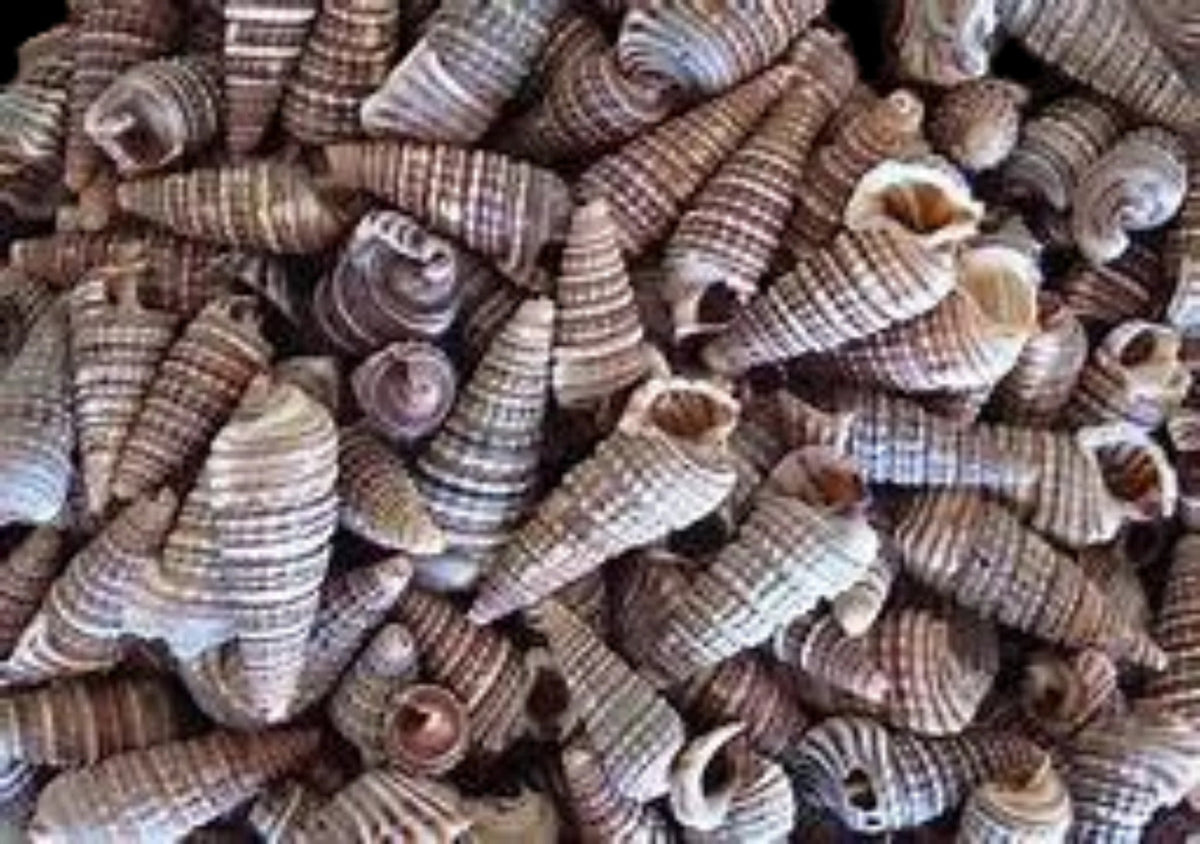 One 1/4 LBS of Cerithium Sulcata Shells - 1" or less     101326