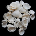 One 1/4 LBS of Clam Rose Shell Singles - 3/4 to 1 1/4"      101526