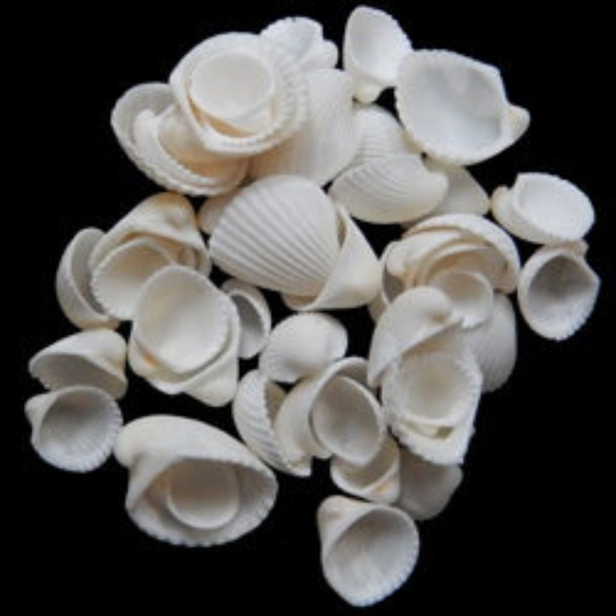 One 1/4 LBS of Clam Rose Shell Singles - 3/4 to 1 1/4"      101526