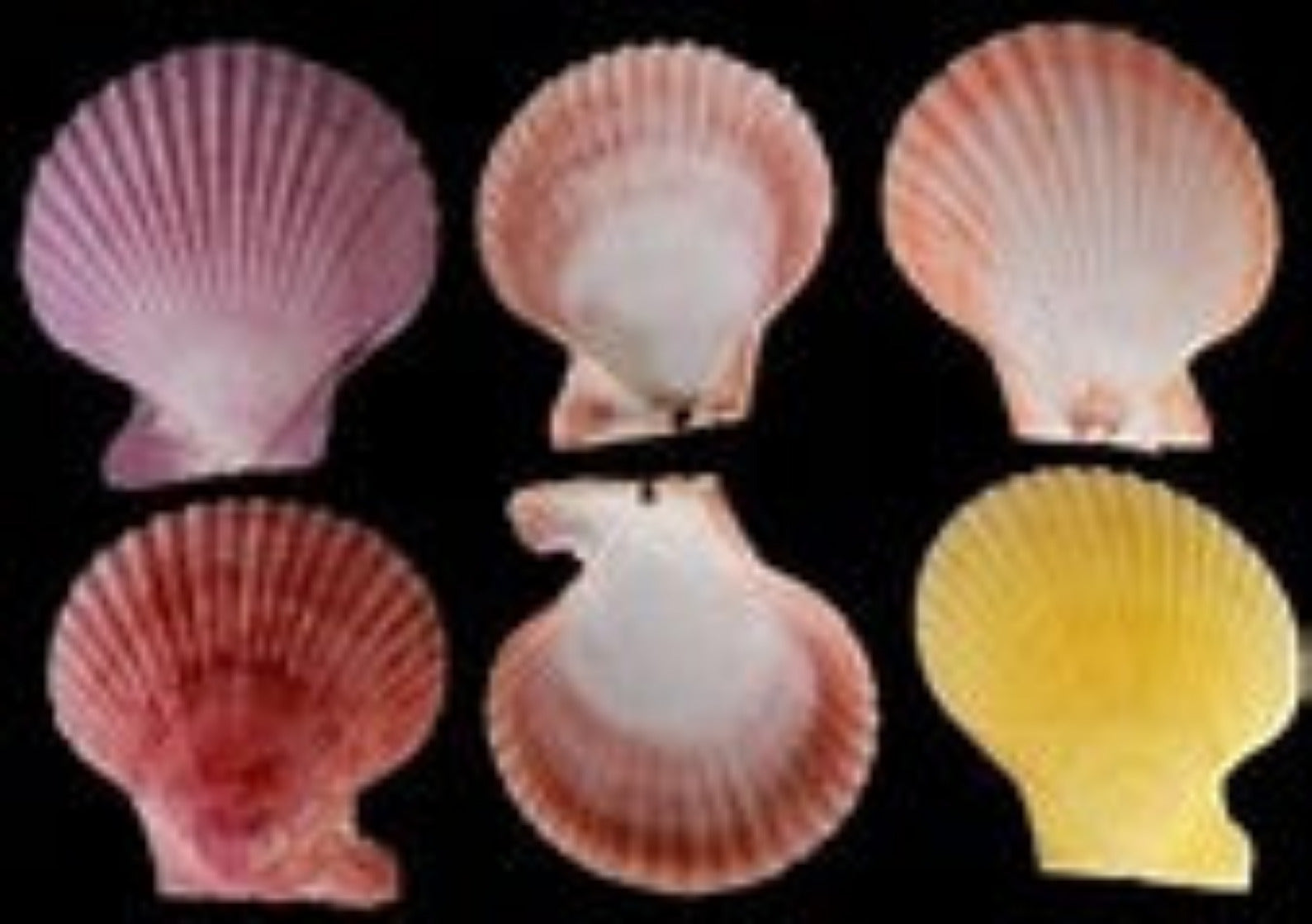 Pectin Common Color Pairs  2 1/2", Sold Each ####