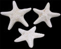 Dyed White Common Starfish measuring 3 to 5" Sold Each       40626